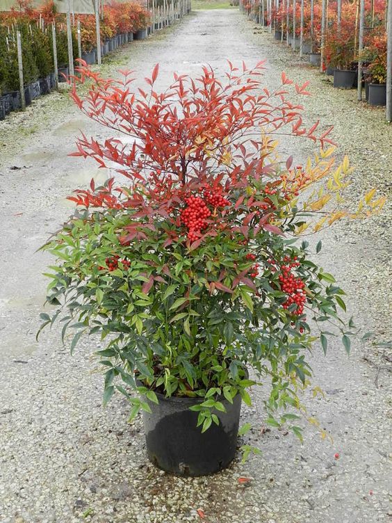 Cennet Bambusu - Nandina domestica
