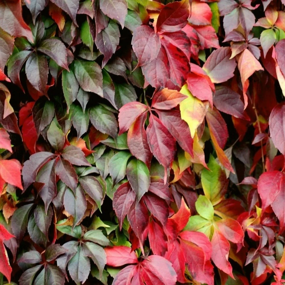 Amerikan Sarmaşığı - Parthenocissus quinquefolia