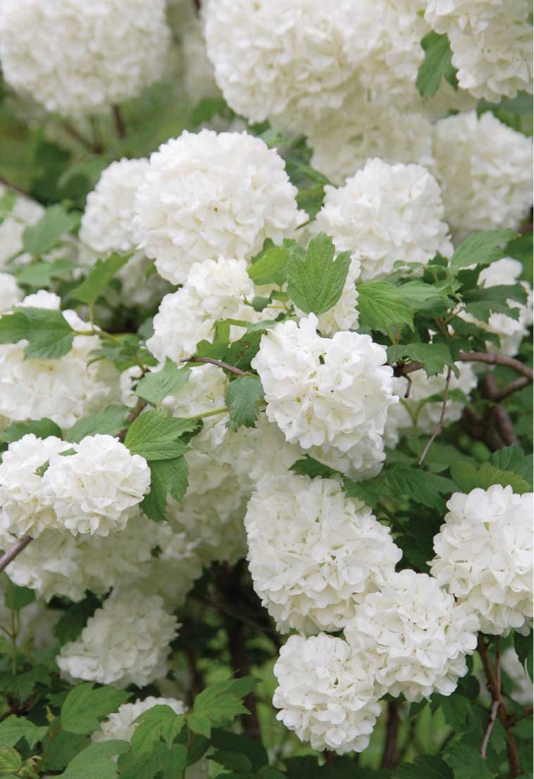 Adi Kartopu - Viburnum opulus