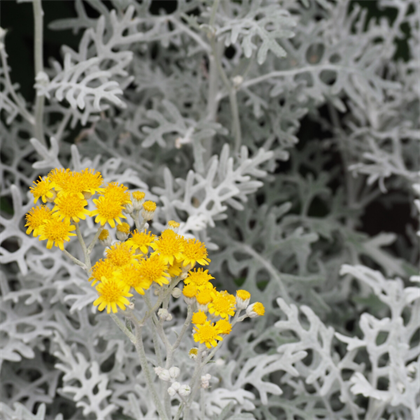Bahçe Külü - Cineraria maritima